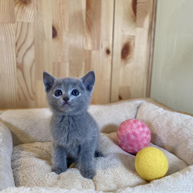 販売中の長野県のロシアンブルー-135379の9枚目