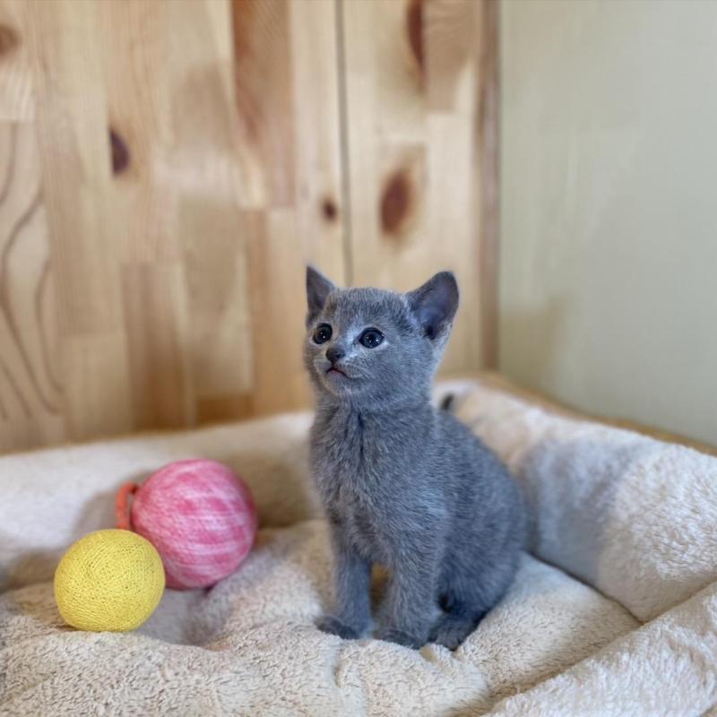 販売中の長野県のロシアンブルー-135379の8枚目