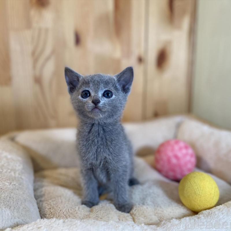 販売中の長野県のロシアンブルー-135379の7枚目