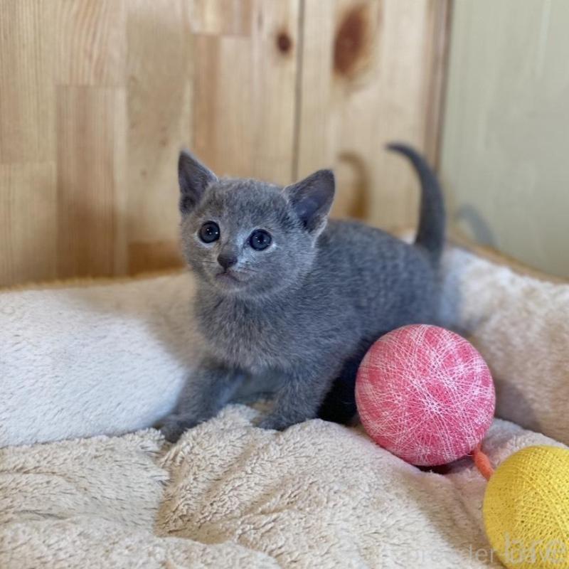 販売中の長野県のロシアンブルー-135379の5枚目