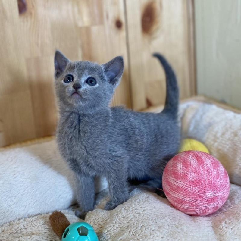 販売中の長野県のロシアンブルー-135379の4枚目