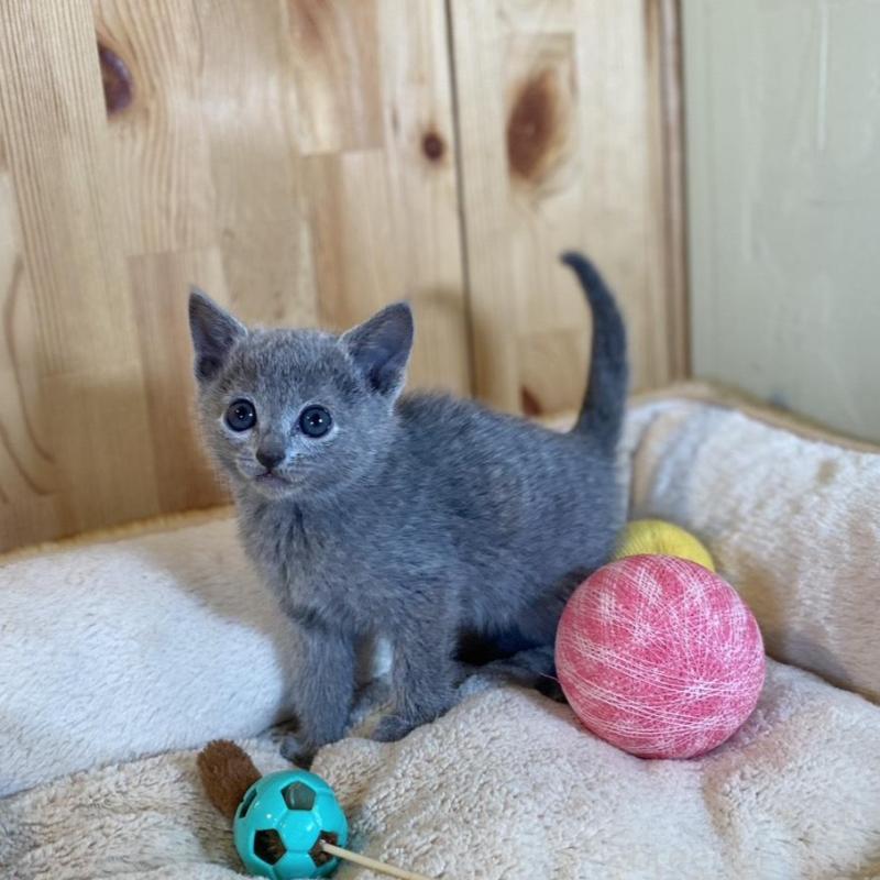 販売中の長野県のロシアンブルー-135379の3枚目