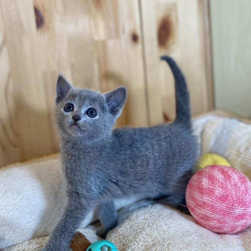 販売中の長野県のロシアンブルー-135379の2枚目