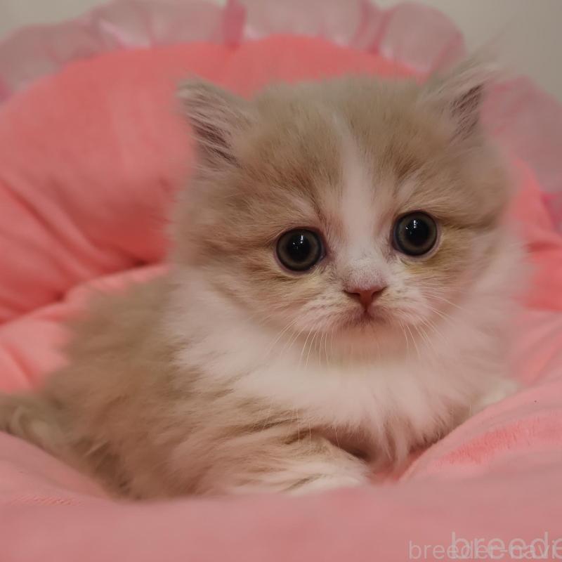 販売中の東京都のミヌエット(短足)-135381の1枚目