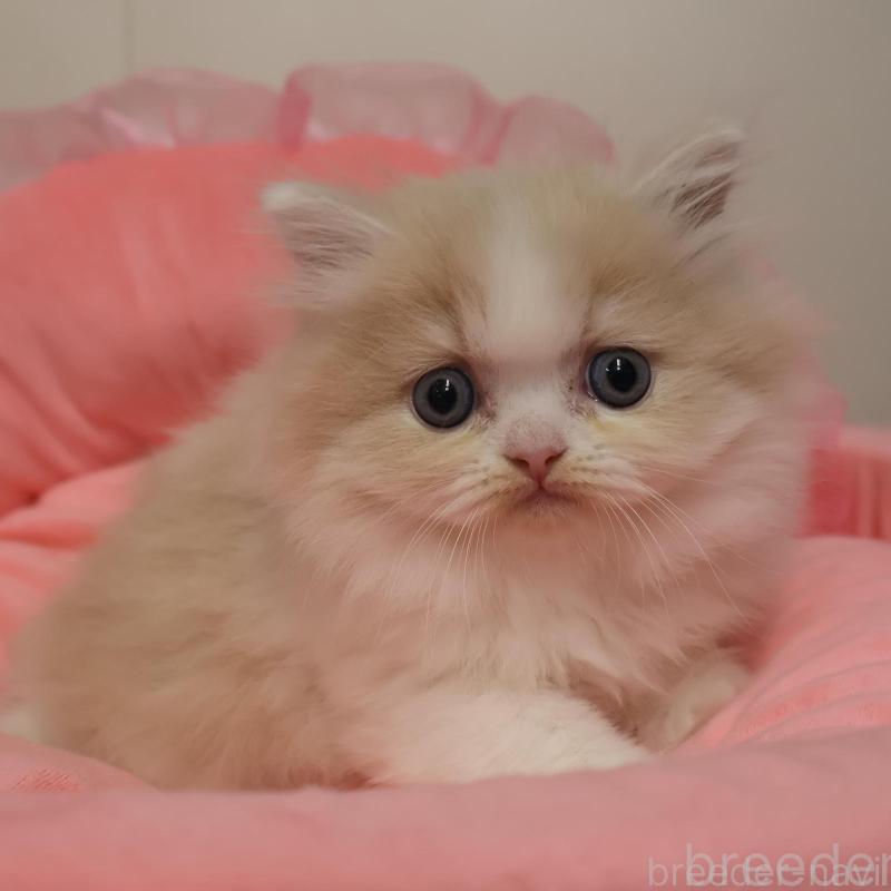 販売中の東京都のミヌエット-135382の1枚目