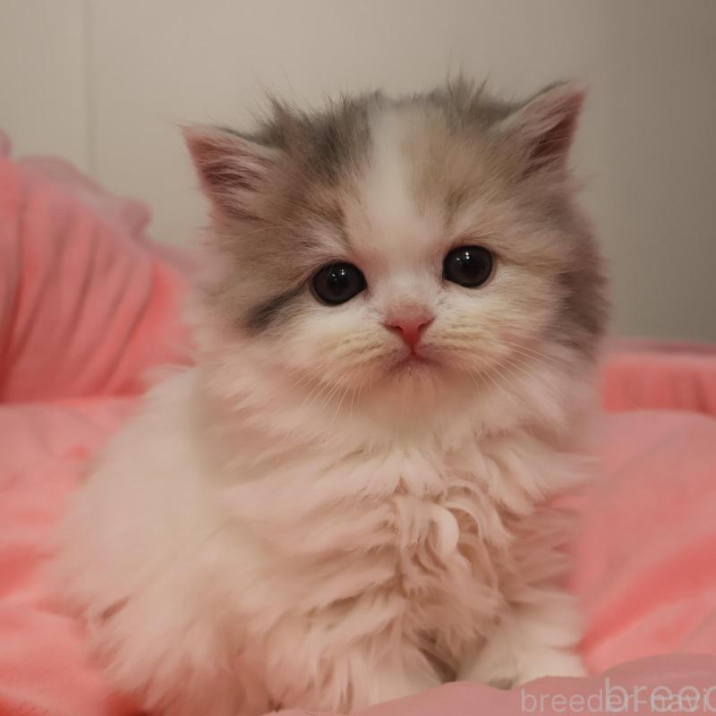 販売中の東京都のスコティッシュフォールド-135383の1枚目