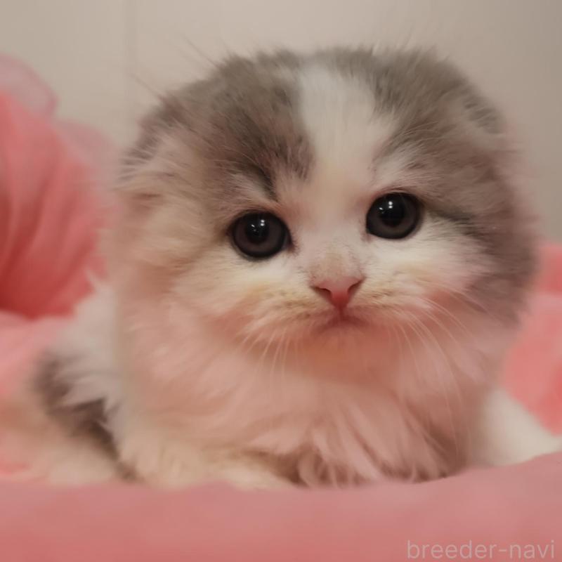 販売中の東京都のスコティッシュフォールド(折れ耳)-135384の1枚目