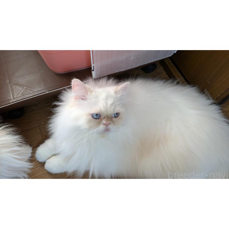 販売中の大阪府のミヌエット-119962の6枚目