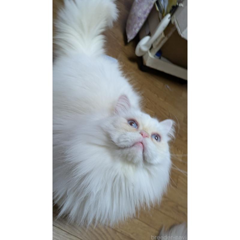 販売中の大阪府のミヌエット-119962の4枚目