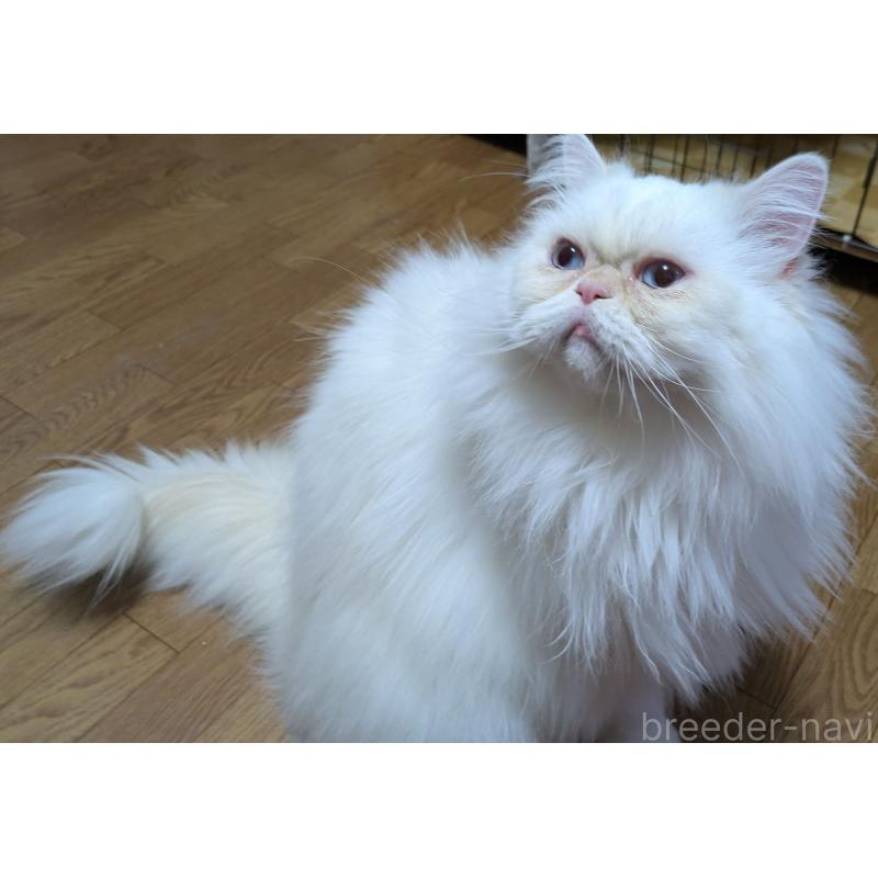 販売中の大阪府のミヌエット-119962の3枚目