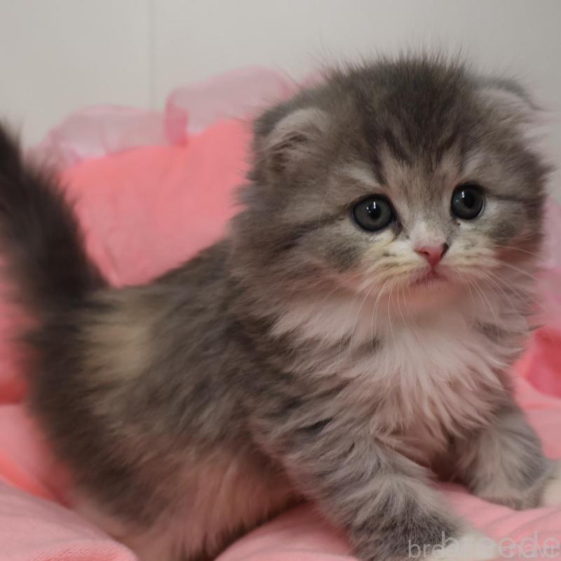 販売中の東京都のスコティッシュフォールド(折れ耳)-135386の1枚目