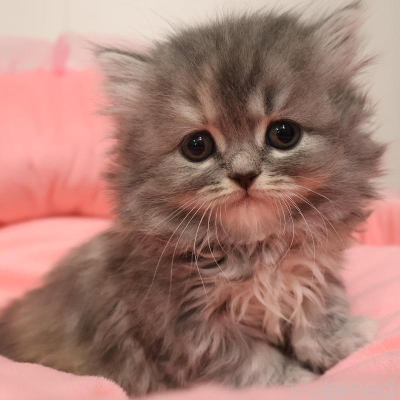 販売中の東京都のスコティッシュフォールド-135387の1枚目