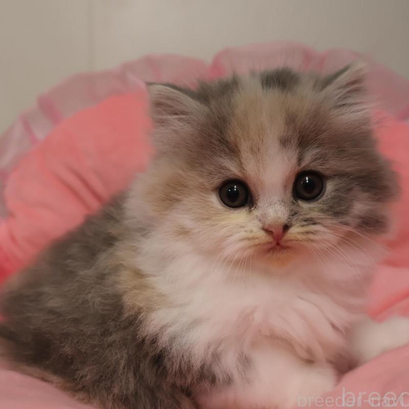 販売中の東京都のスコティッシュフォールド-135389