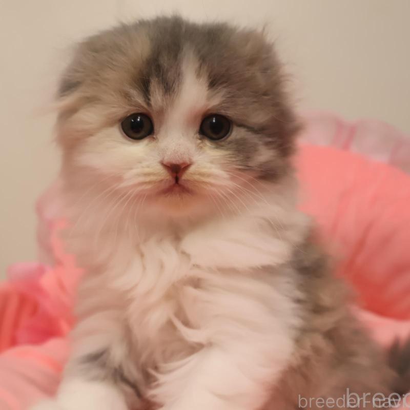 販売中の東京都のスコティッシュフォールド(折れ耳)-135390