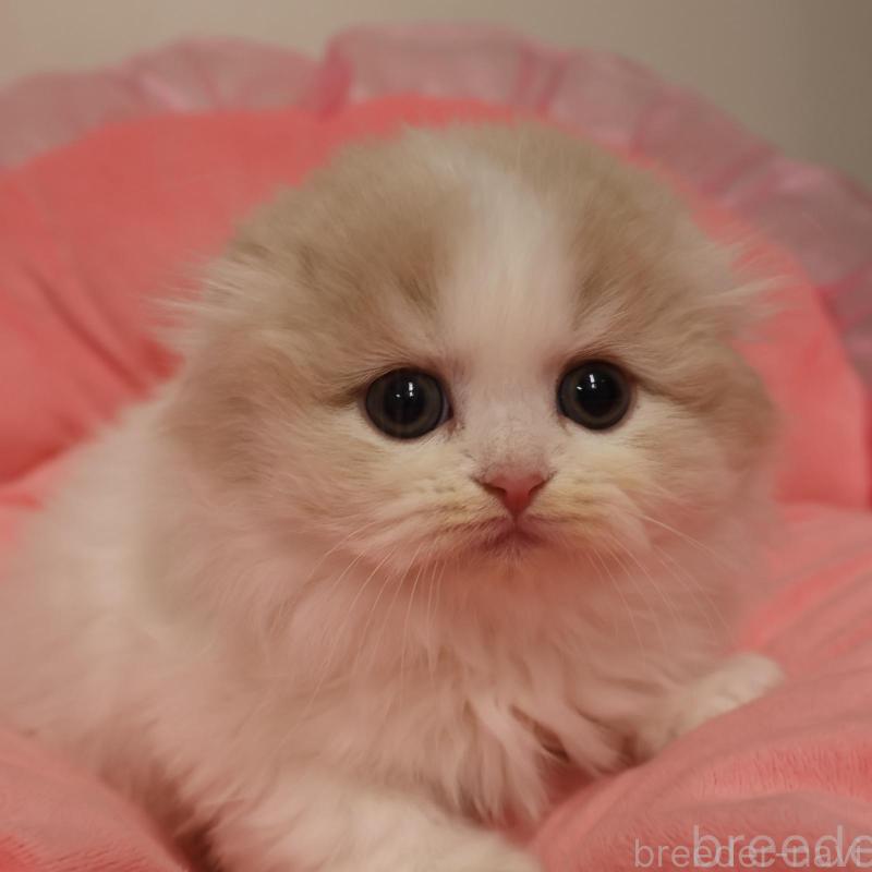 販売中の東京都のスコティッシュフォールド(折れ耳)-135391