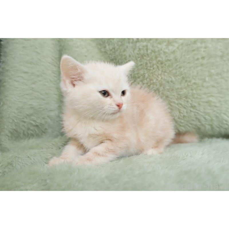 販売中の東京都のアメリカンショートヘア-135392の5枚目