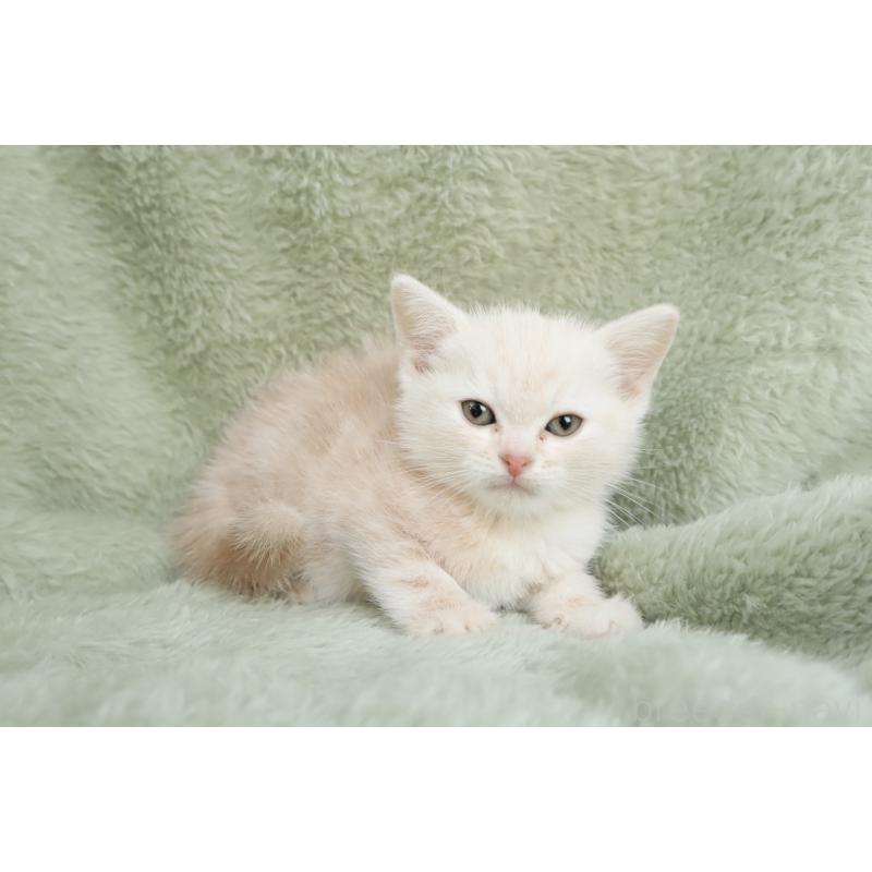 販売中の東京都のアメリカンショートヘア-135392の4枚目