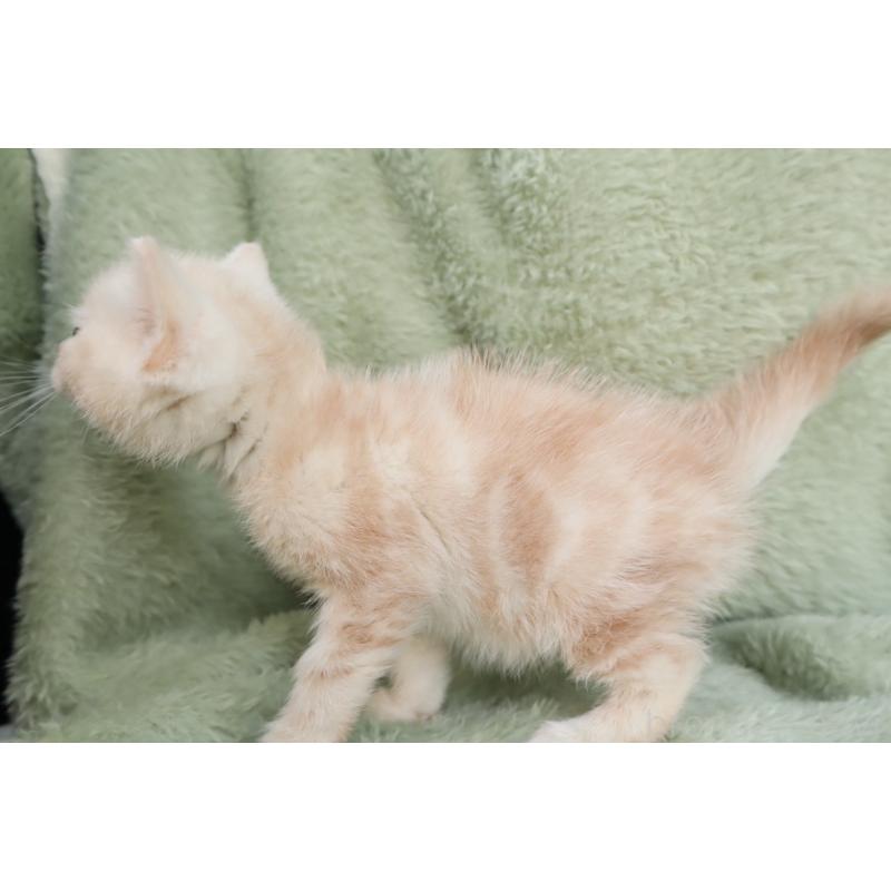 販売中の東京都のアメリカンショートヘア-135392の3枚目