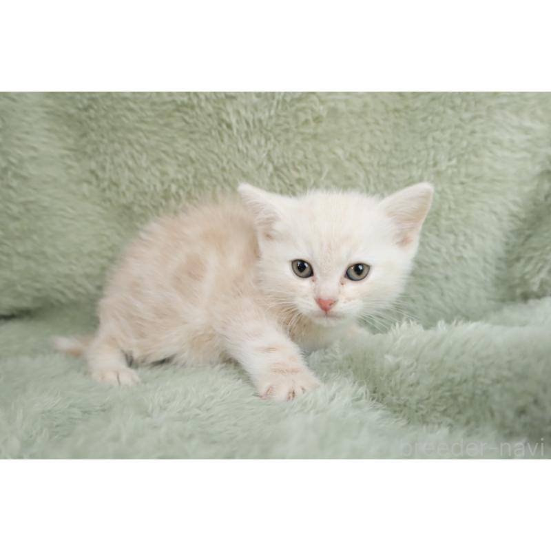 販売中の東京都のアメリカンショートヘア-135392の2枚目