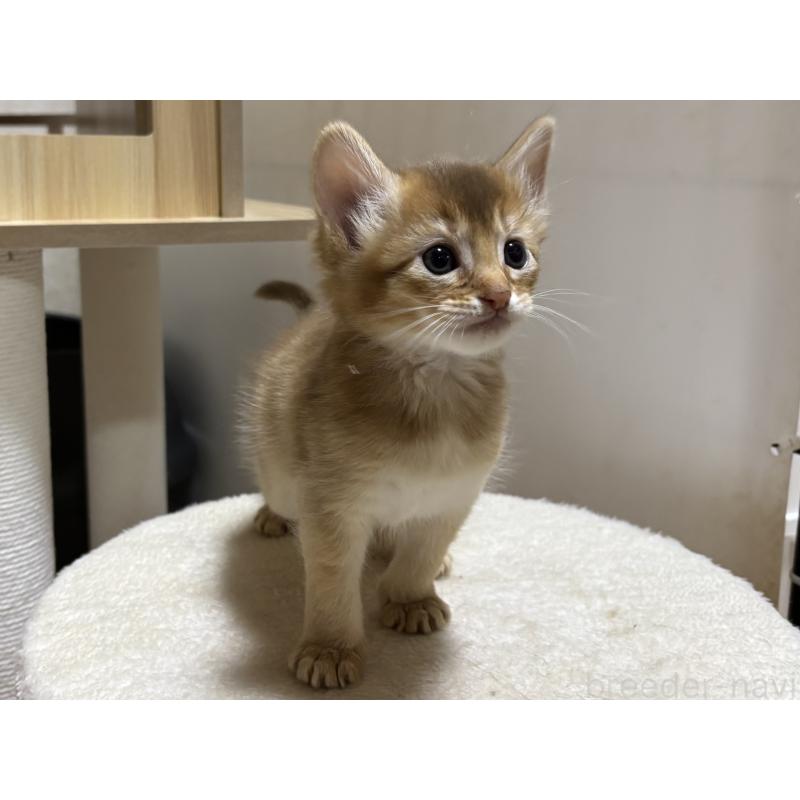 販売中の千葉県のソマリ-135092