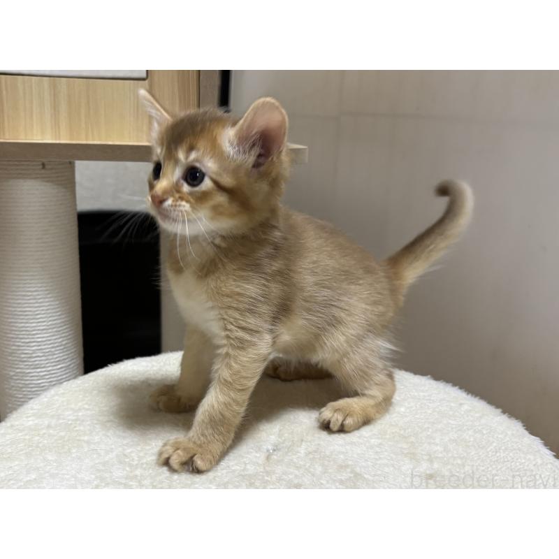 成約済の千葉県のソマリ-135092の4枚目