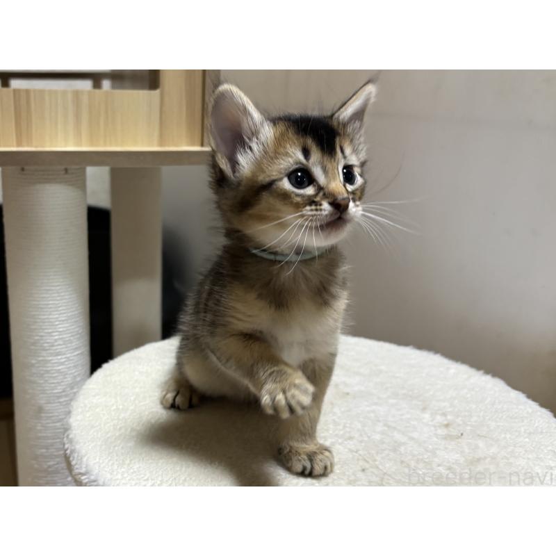 販売中の千葉県のソマリ-135096