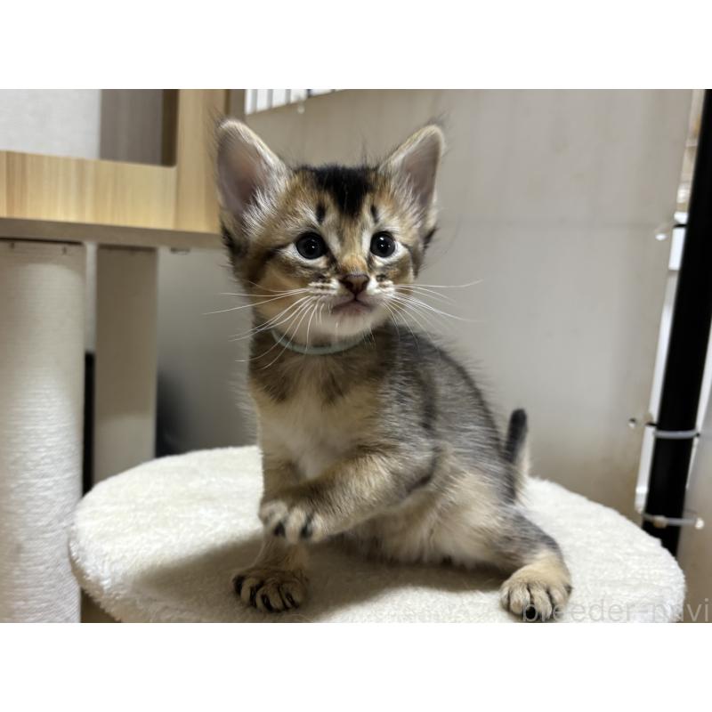 商談中の千葉県のソマリ-135096の4枚目