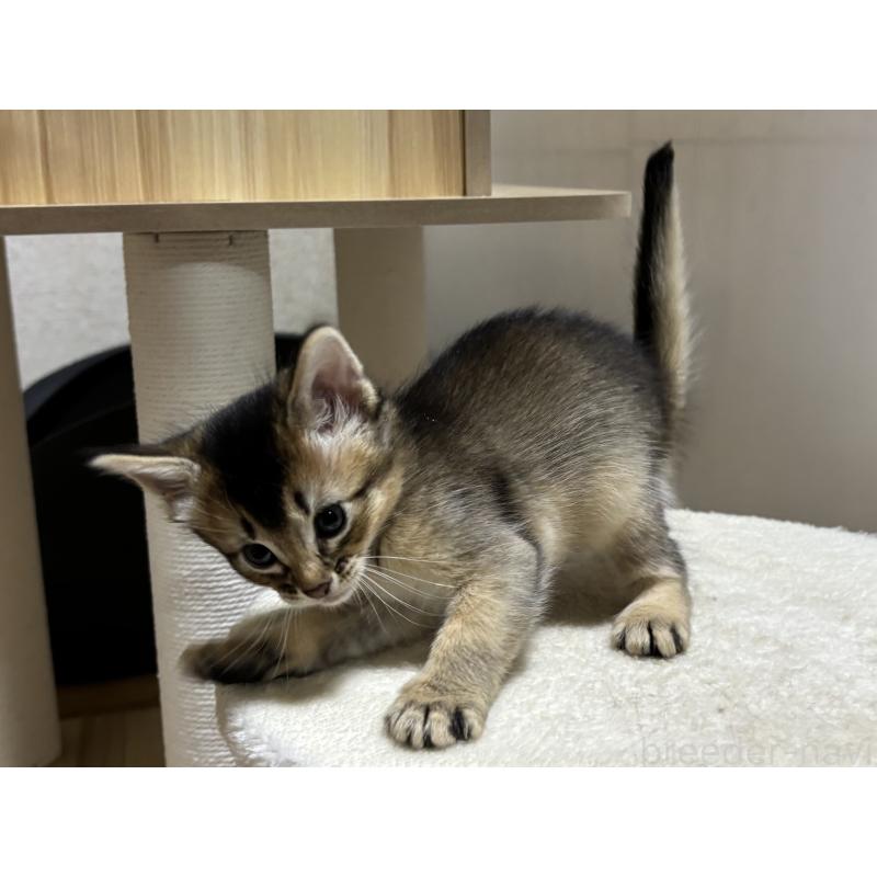 商談中の千葉県のソマリ-135096の2枚目