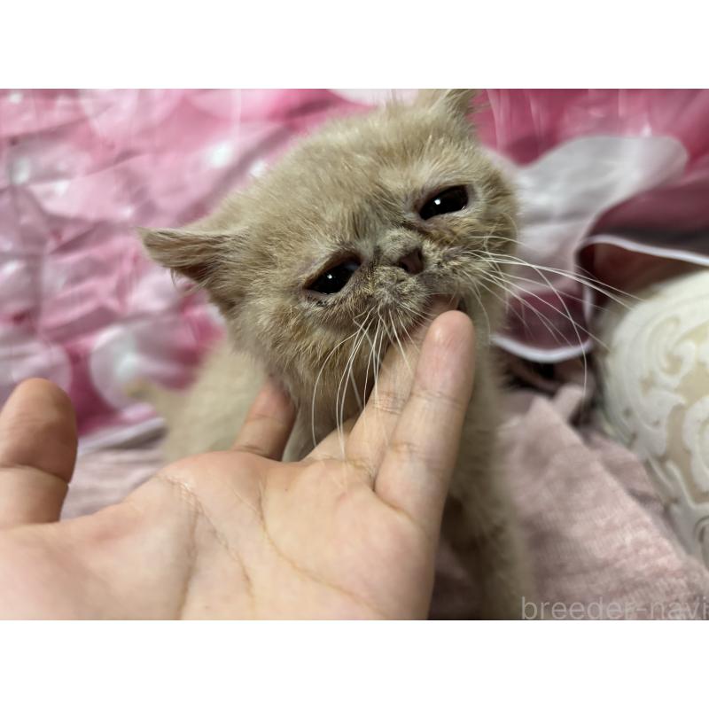 販売中の大阪府のエキゾチックショートヘア-128874の4枚目