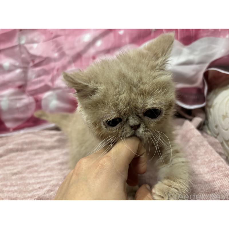 販売中の大阪府のエキゾチックショートヘア-128874の3枚目