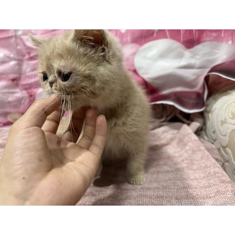 販売中の大阪府のエキゾチックショートヘア-128874の2枚目