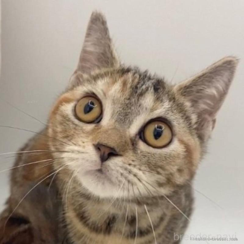 販売中の千葉県のアメリカンショートヘア-135394の3枚目