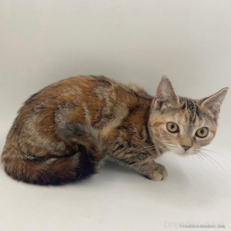 販売中の千葉県のアメリカンショートヘア-135394の2枚目