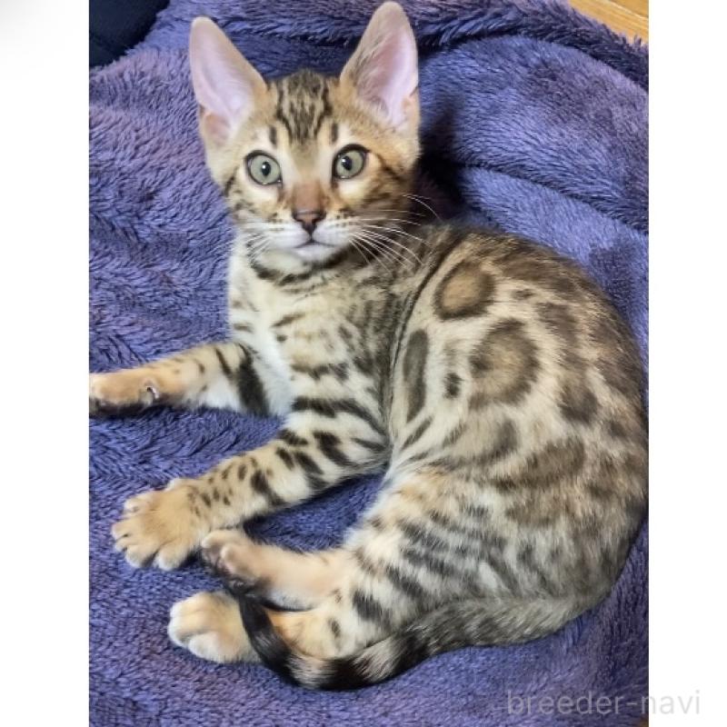 成約済の福岡県のベンガル-133299の1枚目