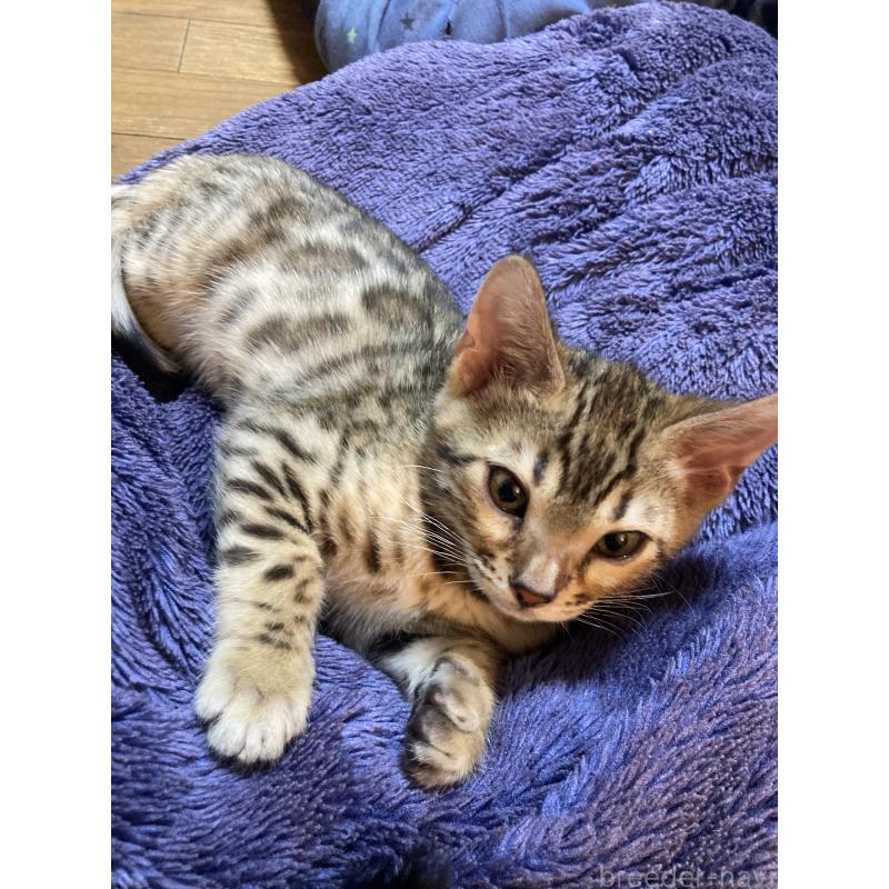 成約済の福岡県のベンガル-133299の3枚目