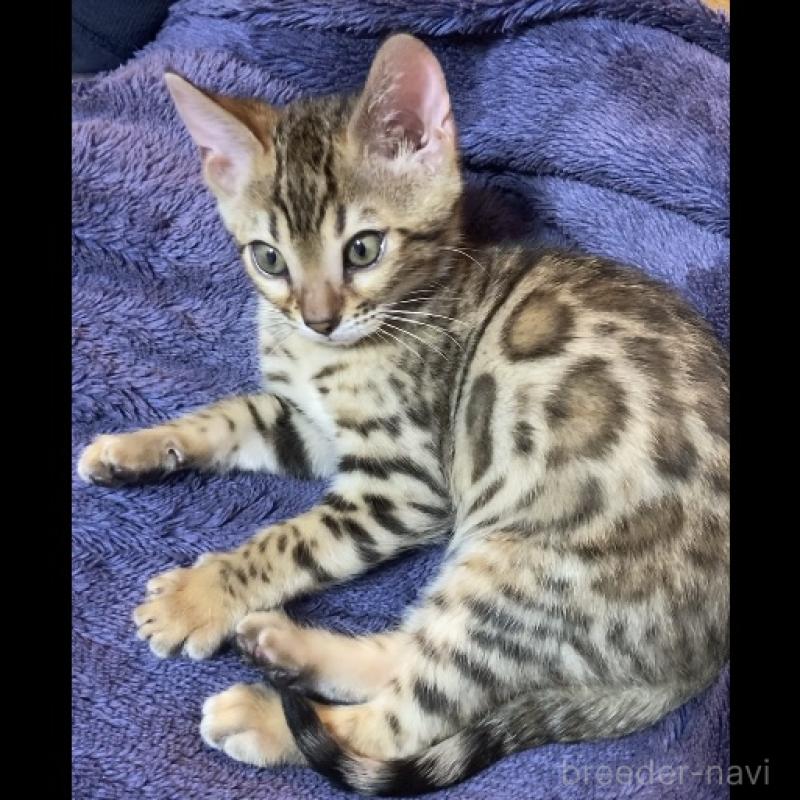 成約済の福岡県のベンガル-133299の2枚目