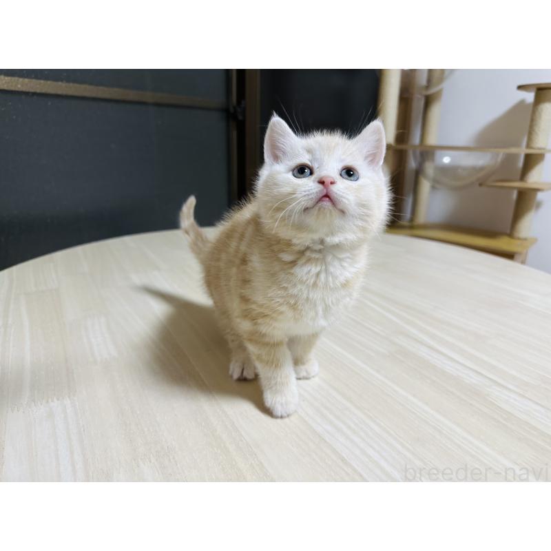 商談中の千葉県のマンチカン-134880の4枚目