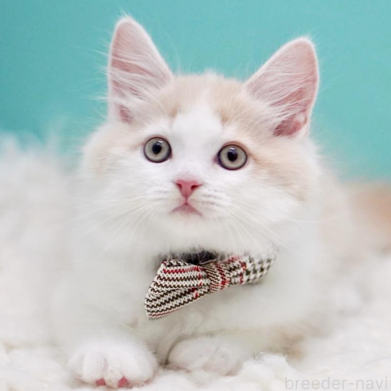 販売中の東京都のサイベリアン-133319の15枚目