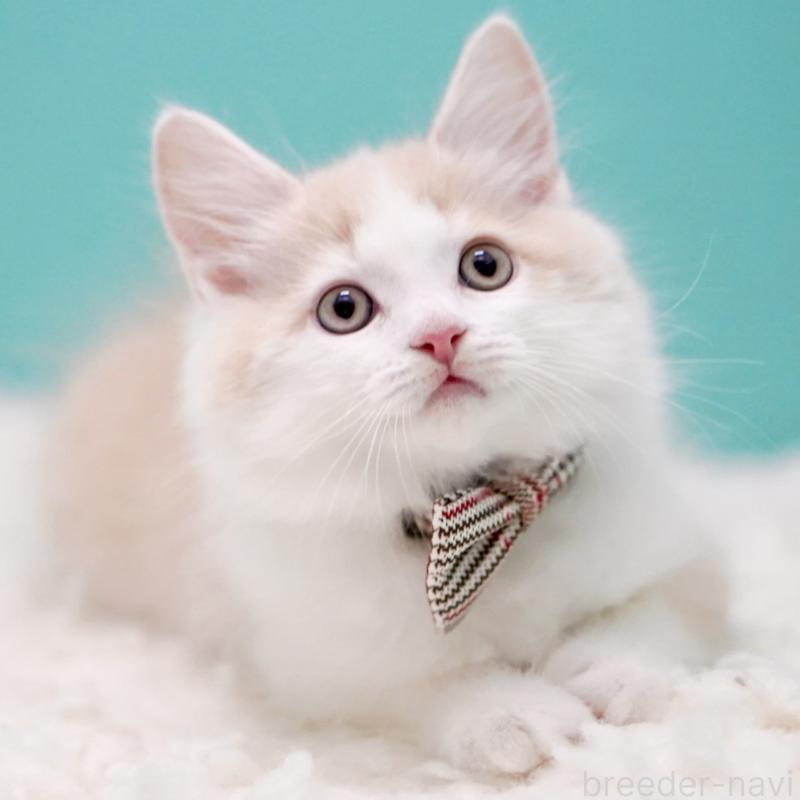 販売中の東京都のサイベリアン-133319の14枚目