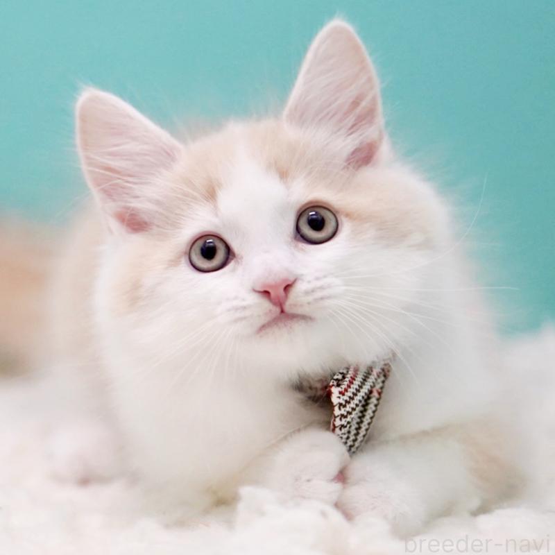 販売中の東京都のサイベリアン-133319の13枚目