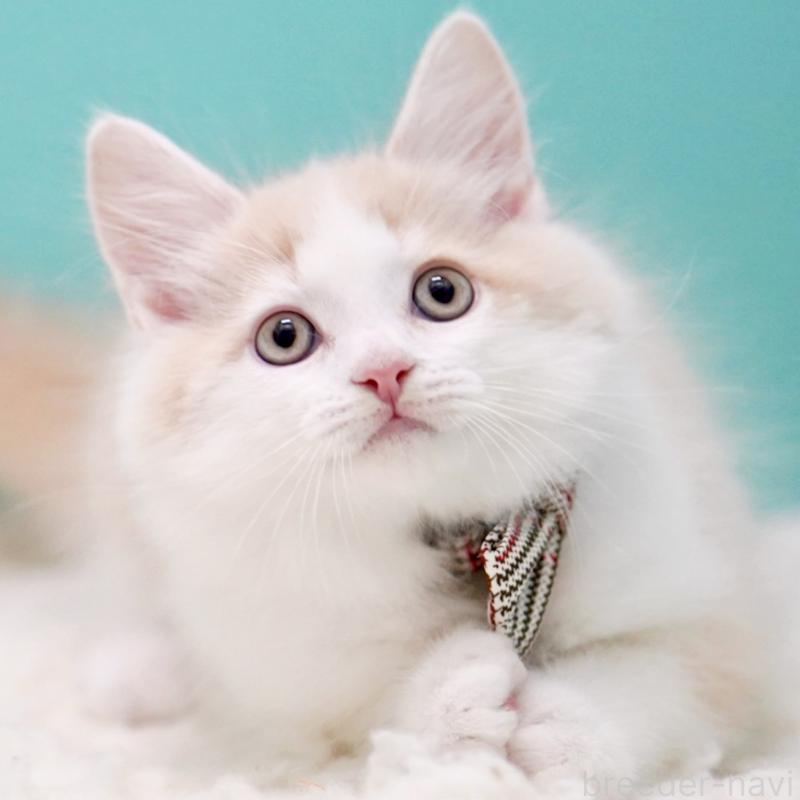 販売中の東京都のサイベリアン-133319の12枚目