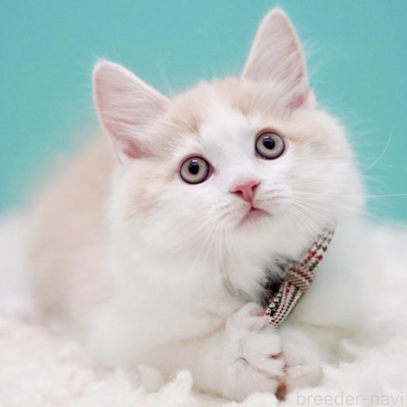 販売中の東京都のサイベリアン-133319の11枚目