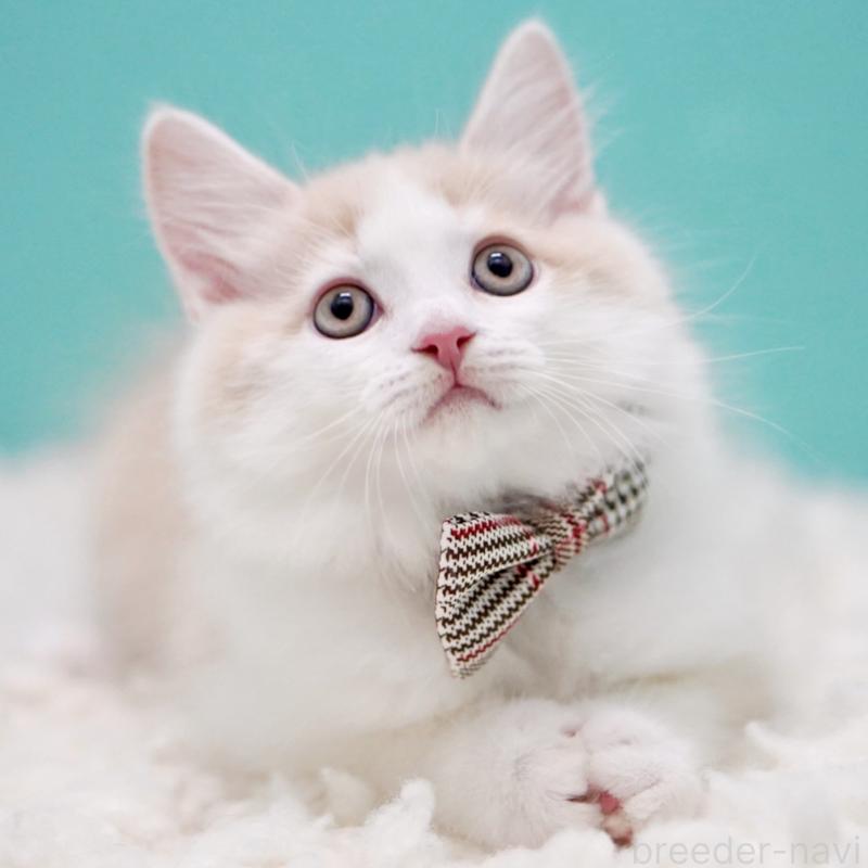 販売中の東京都のサイベリアン-133319の10枚目