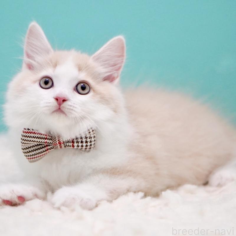 販売中の東京都のサイベリアン-133319の9枚目