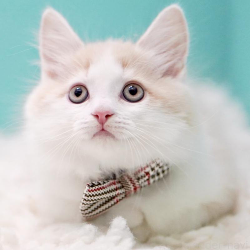 販売中の東京都のサイベリアン-133319の8枚目