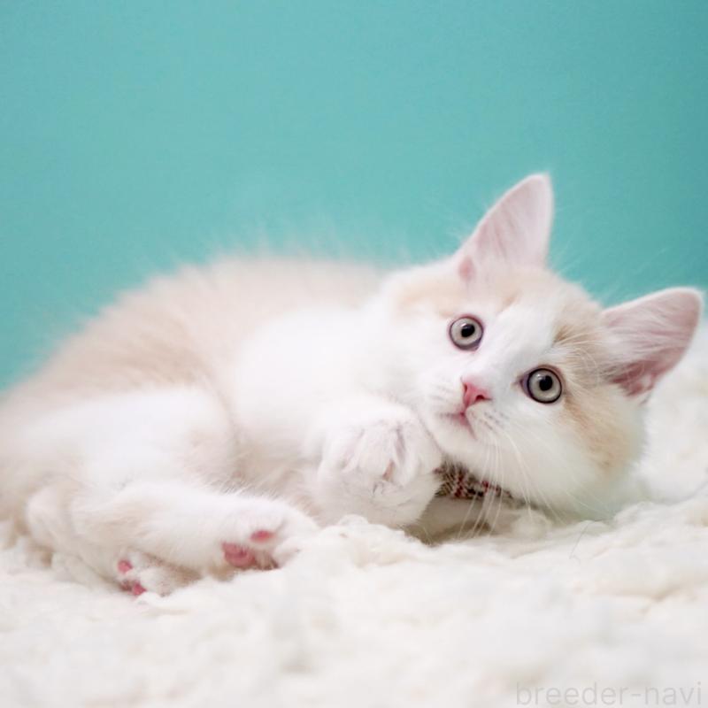 販売中の東京都のサイベリアン-133319の7枚目