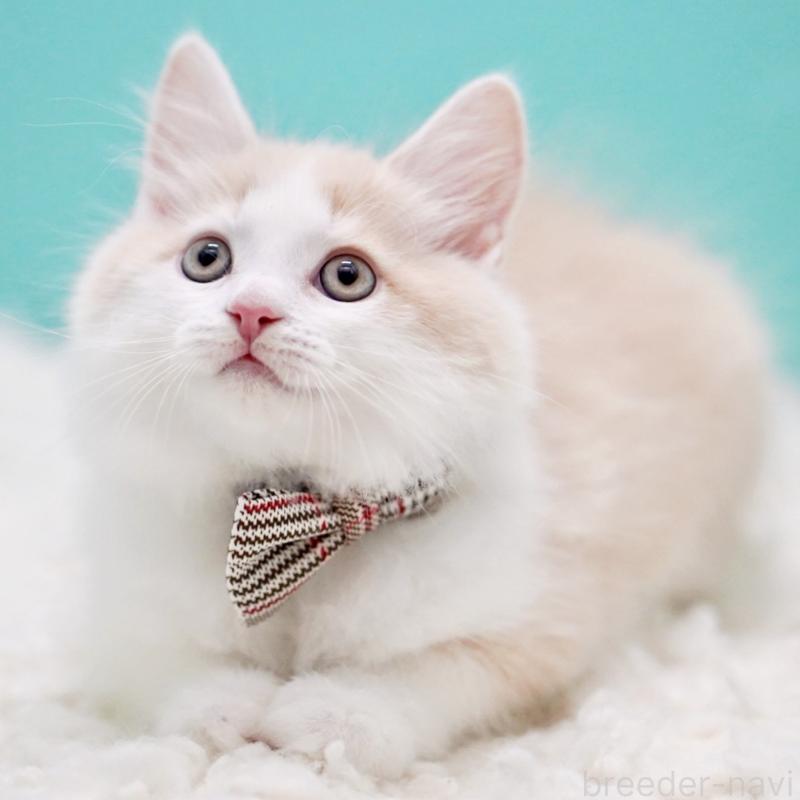 販売中の東京都のサイベリアン-133319の6枚目