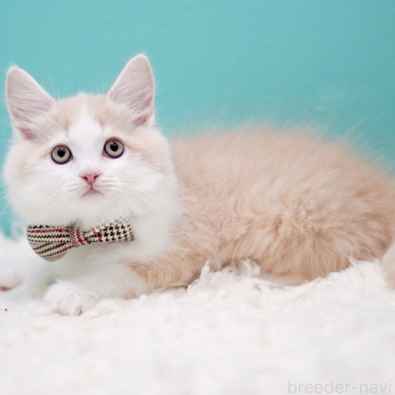 販売中の東京都のサイベリアン-133319の5枚目