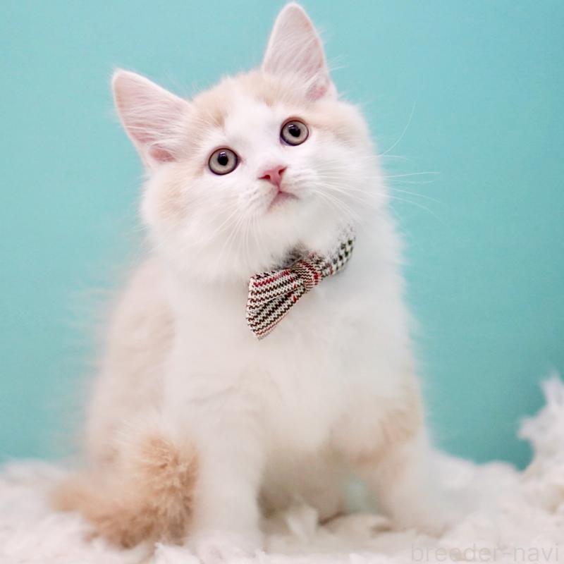 販売中の東京都のサイベリアン-133319の4枚目