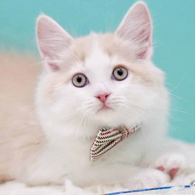 販売中の東京都のサイベリアン-133319の3枚目